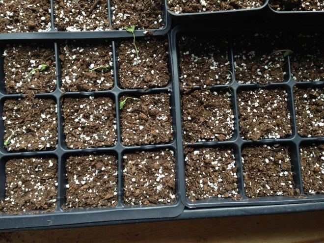 What's left of the frozen tomatoes