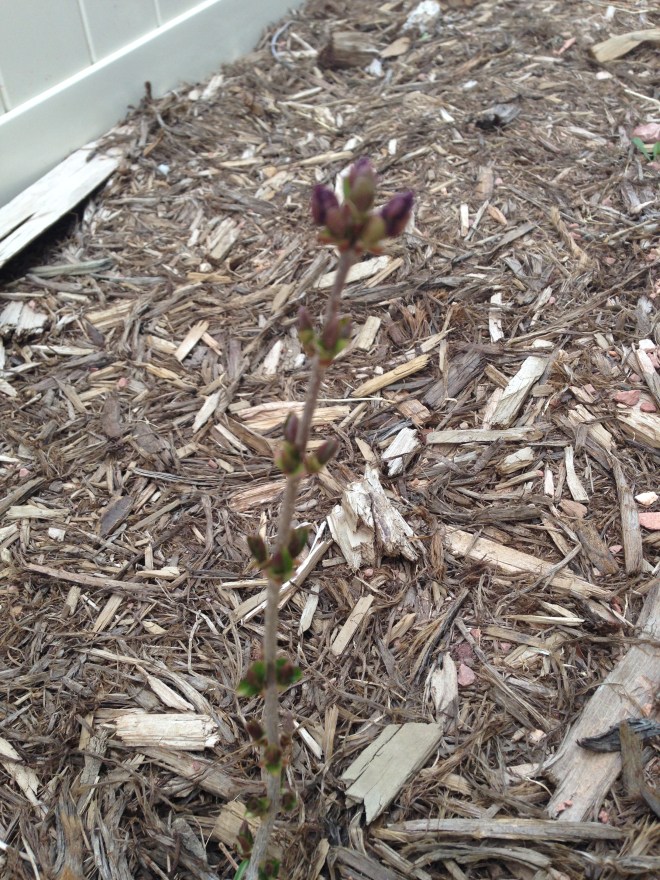 Lilac Bush