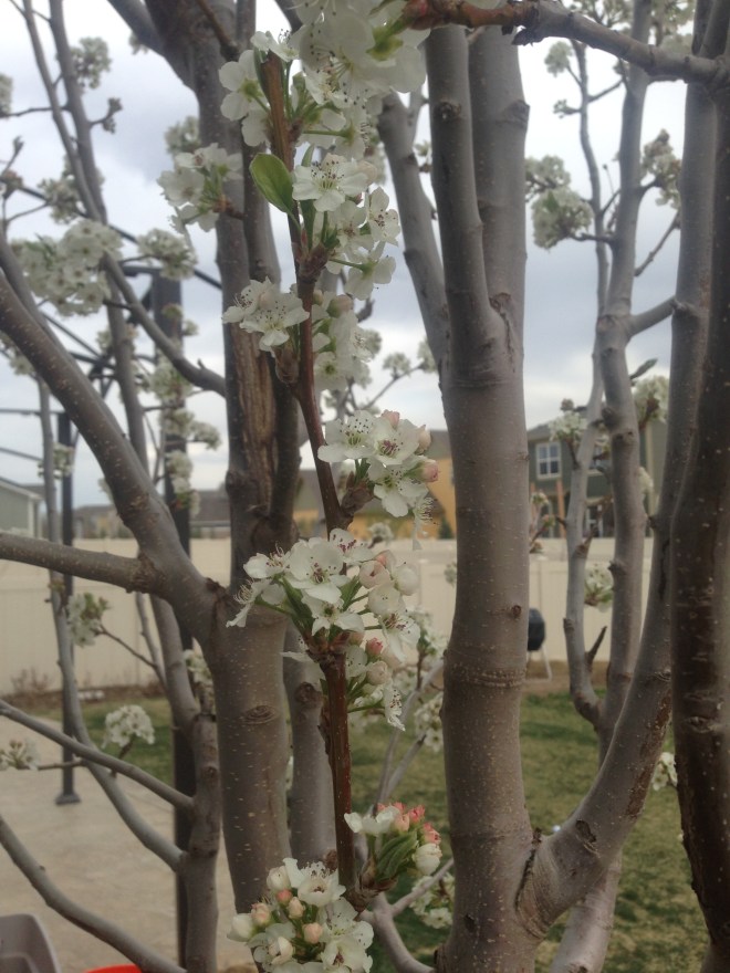 The entire tree exploded in blooms