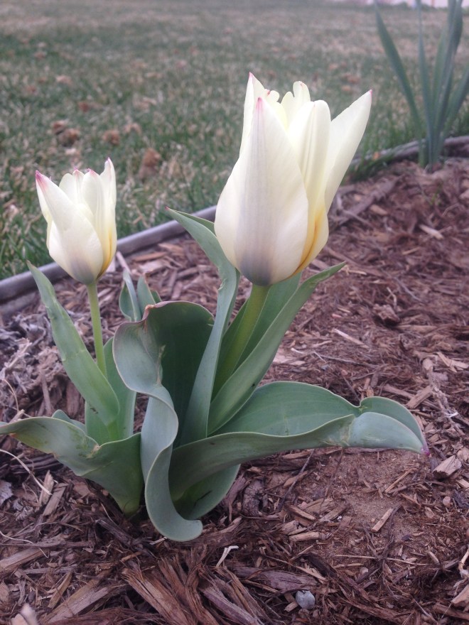 First tulips!