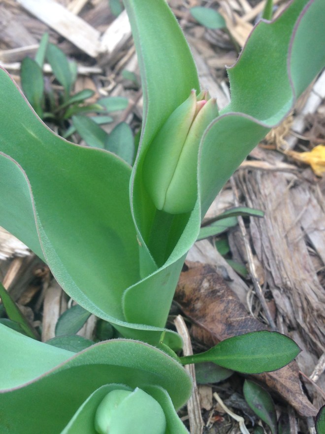 Tulip about to open