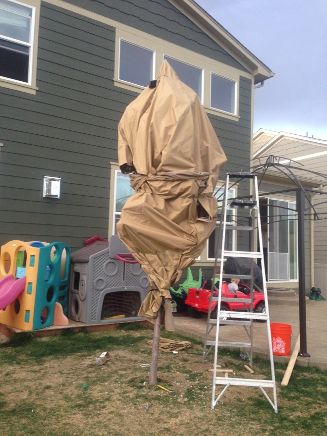 I'm sure the neighbors think I'm nuts...but my pear blossoms will survive