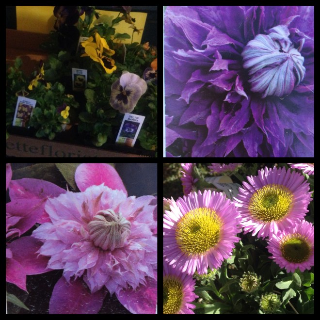 Some of the other flowers