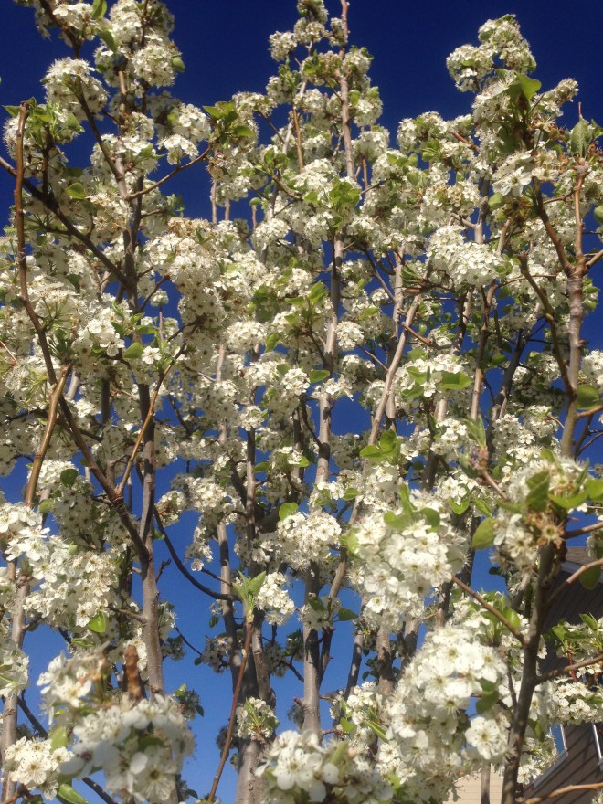 My Pear Tree!