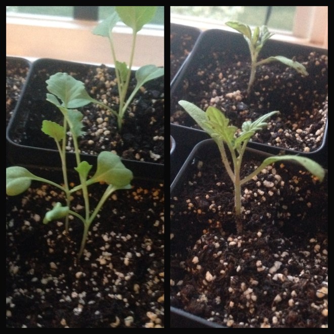 Broccoli (left) and Tomatoes (right) looking good
