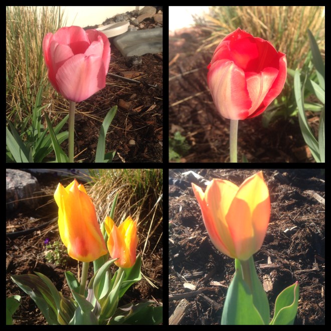 My first Tulips