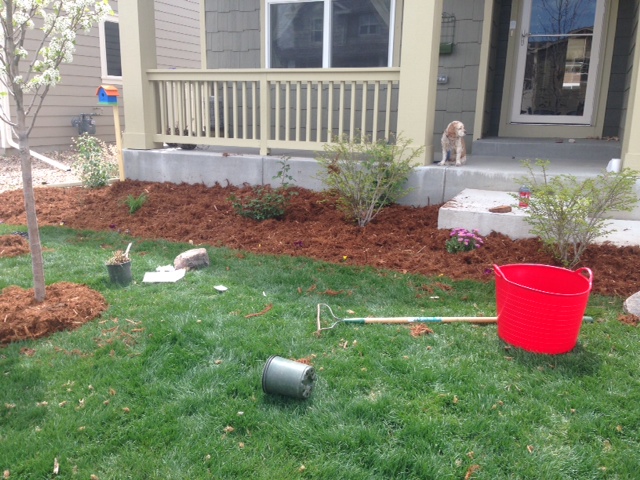 The front garden (don't mind all the tools spread out)