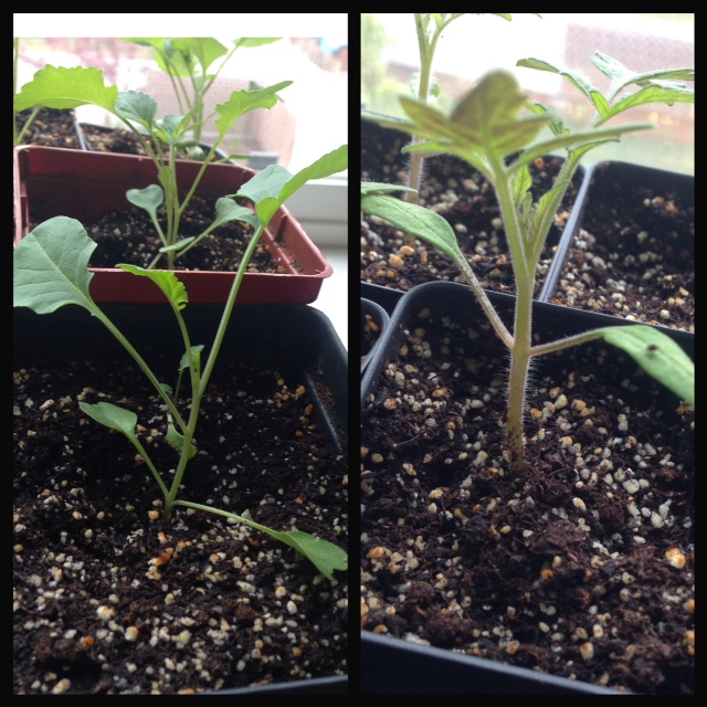 Broccoli (left) Tomato (right)