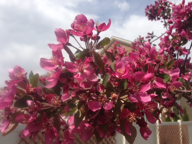 My Crab Apple Tree bloomed this week!