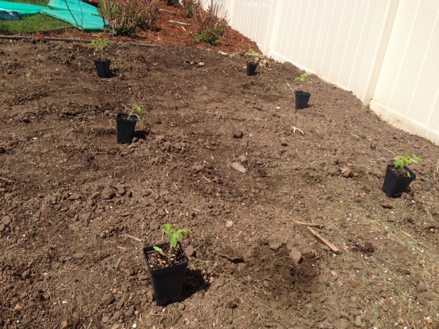 Tomatoes pre-planting