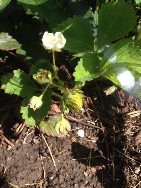 First Strawberry!