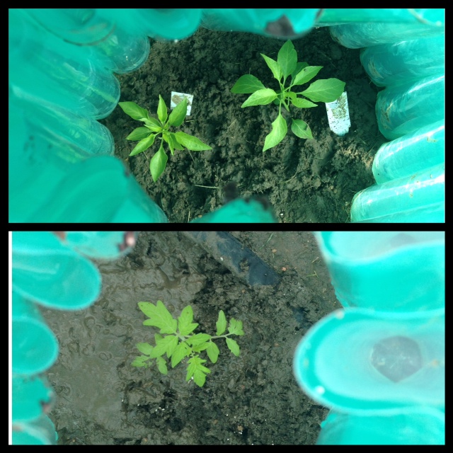 Pepper on top (I did double up on about half of them) and Tomatoes on the bottom