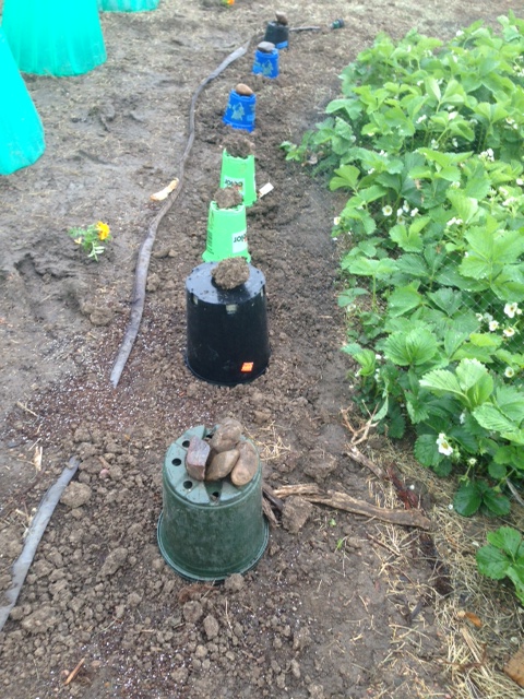 Brocolli ready to take on the snow