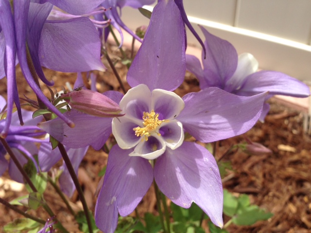 Columbine