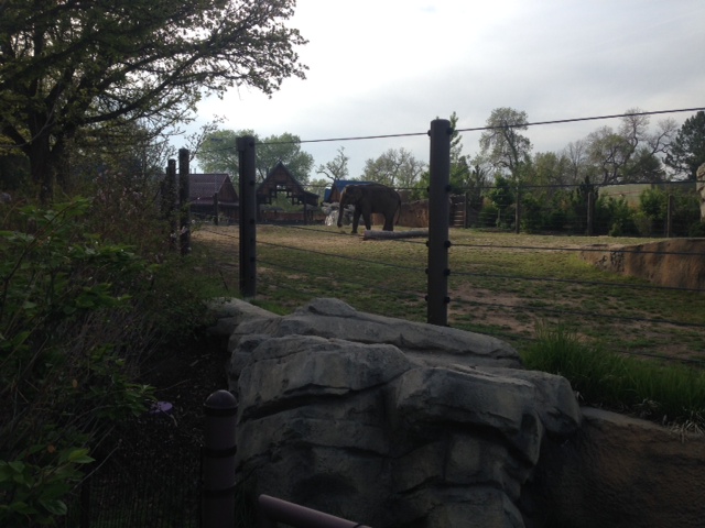 Elephant enjoying her breakfast