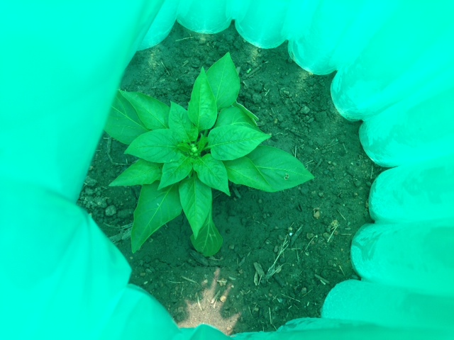 Pepper looking great