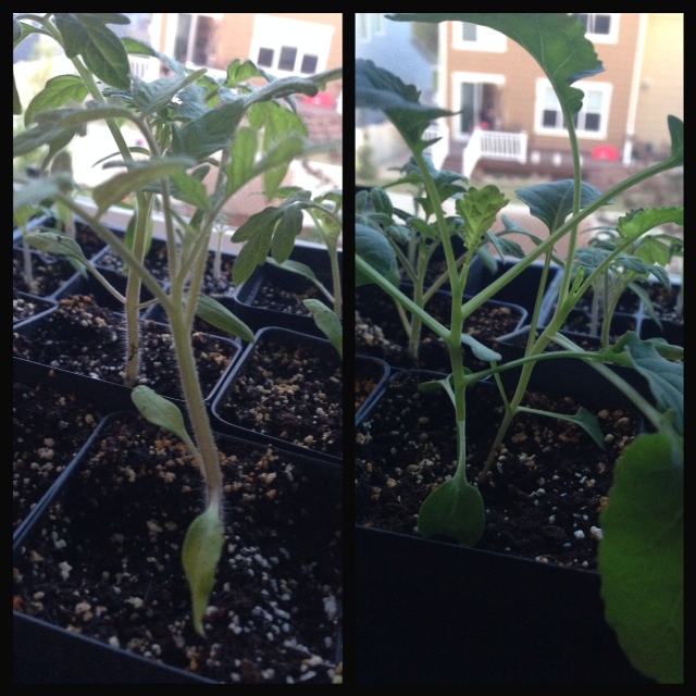 Tomato (left), Broccoli (right)