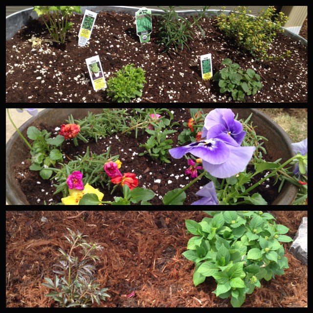 Herbs, Flower Pots, and my new Peony and Hydrangea