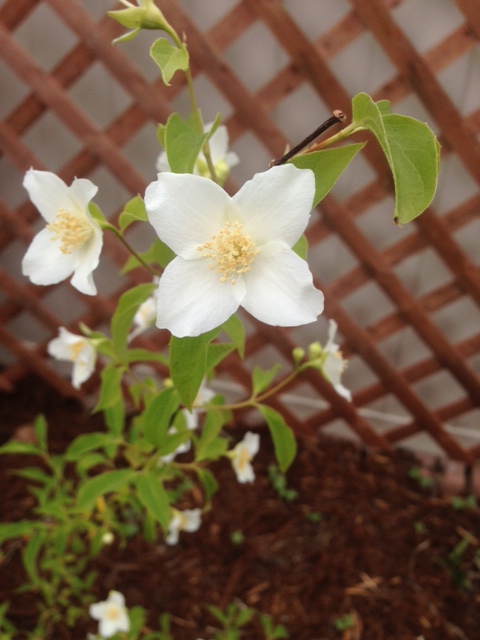 Mock Orange
