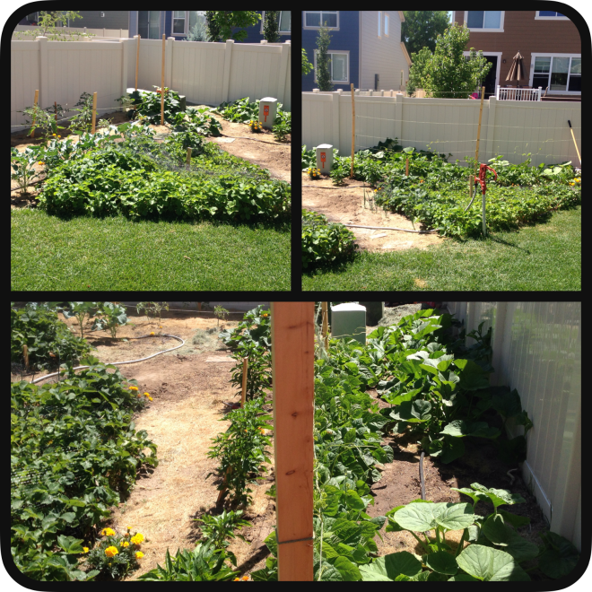 Veggie Garden