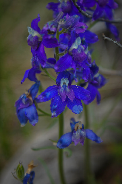 14548263550_944c3c3c58_z