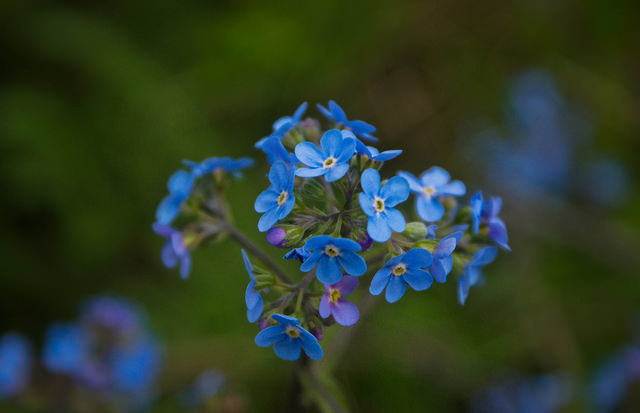 14734671462_f2c9469cc6_z