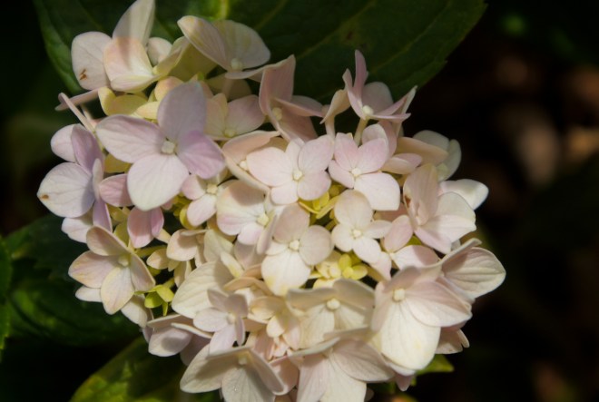 Hydrangea