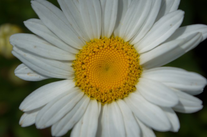Daisy