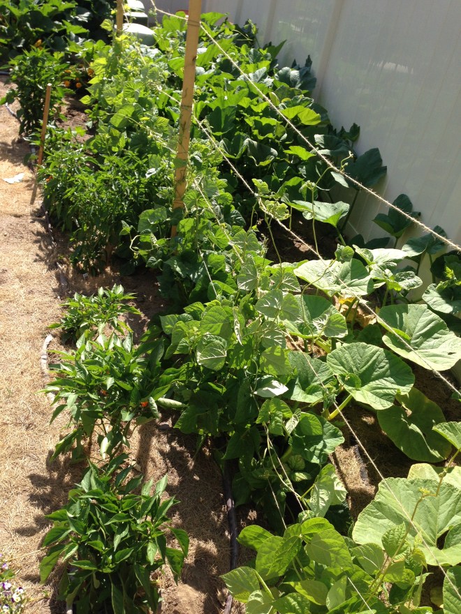 Peppers and beans and pumpkins