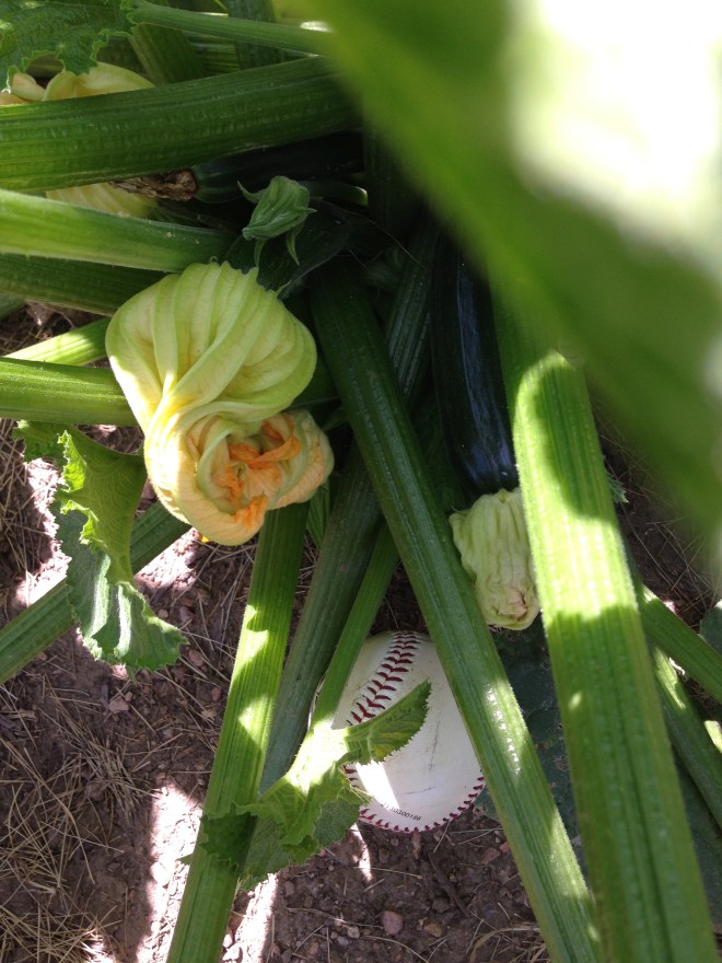zuchinni with a soft ball thrown in...