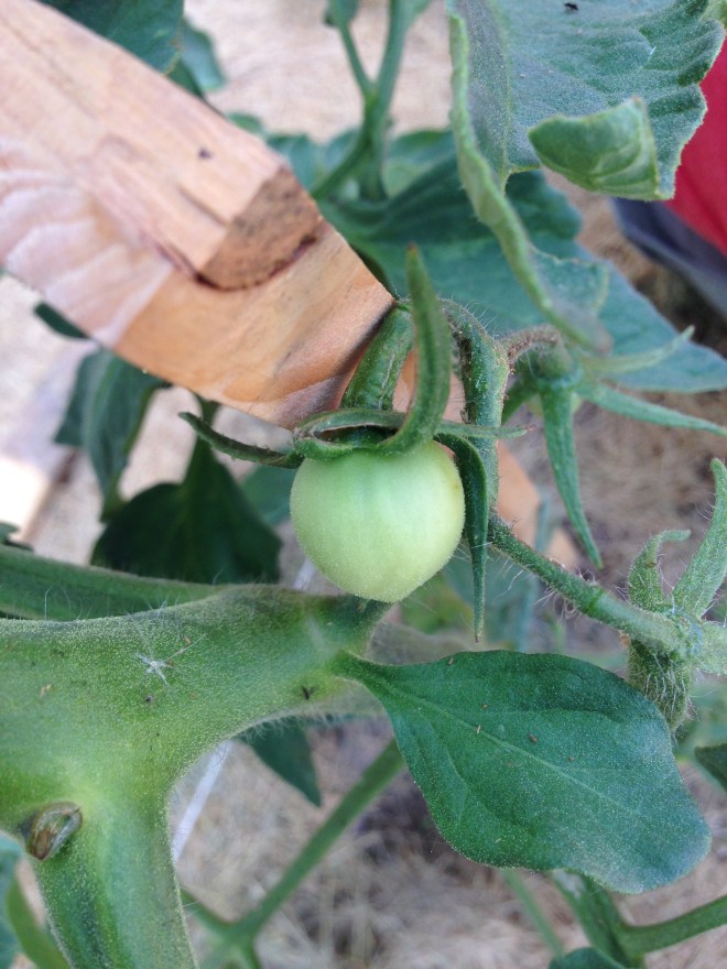 Tomato!