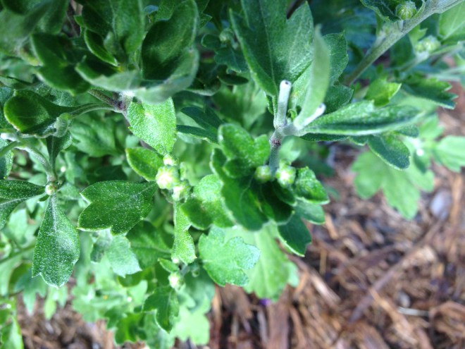 Buds on the Mums that need to come off