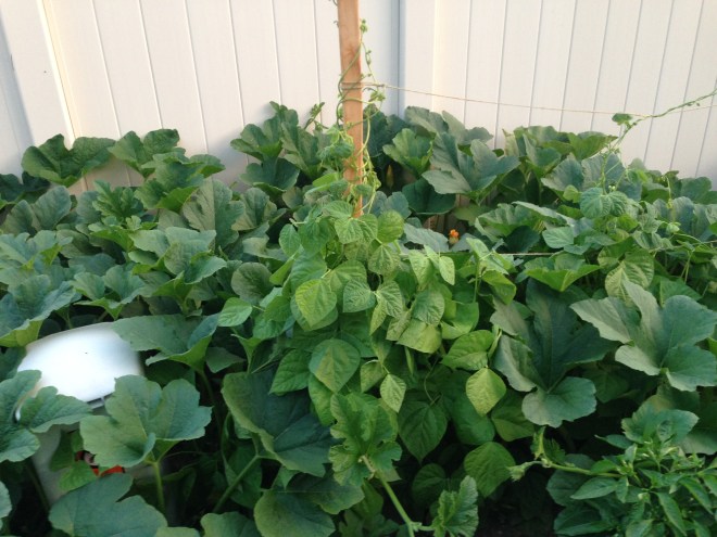 Crazy pumpkins, zucchini, and pumpkins at the back of the garden