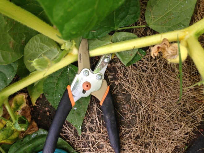 Trimming the pumpkin