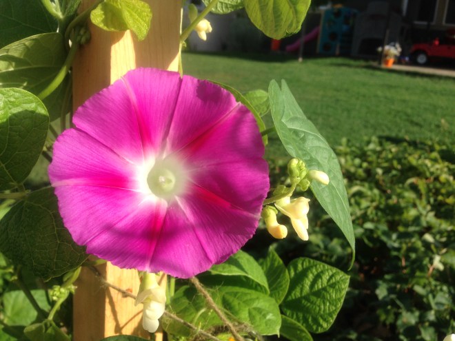 Morning Glory in the midst of my beans