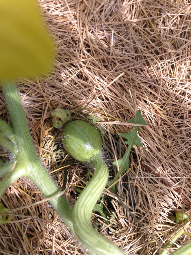 Baby watermelon
