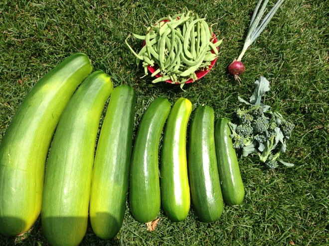 The zucchini (with the beans and broccoli we picked in one day)