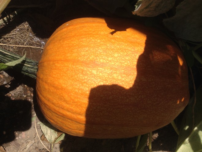 Pumpkin turning orange