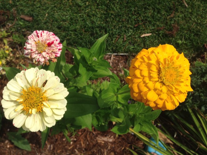 Zinnias