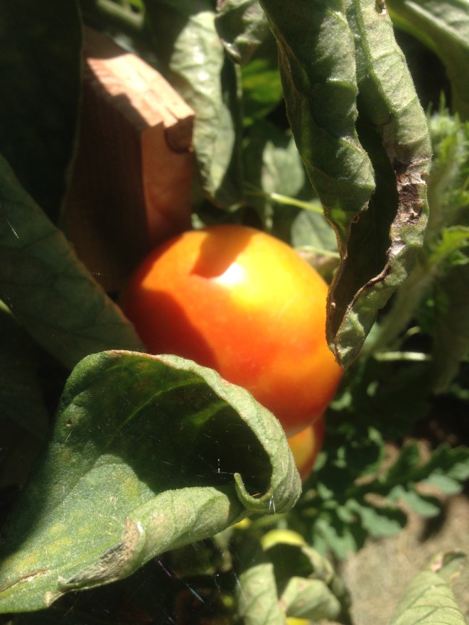 Almost ripe on the vine