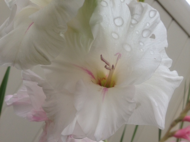 White gladiola