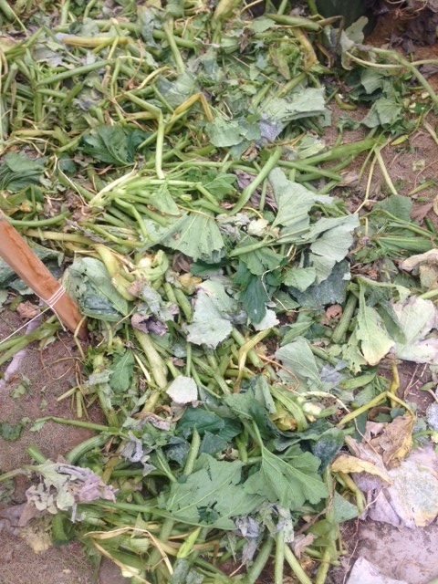 The aftermath of my zucchini plants