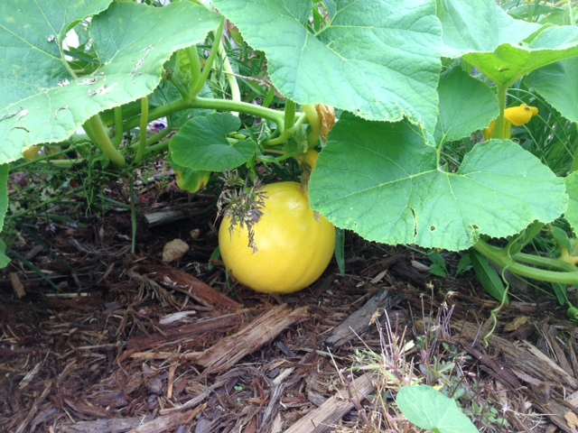 pumpkin sneaking into the flower bed