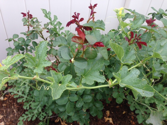 Cantaloupe in the roses 