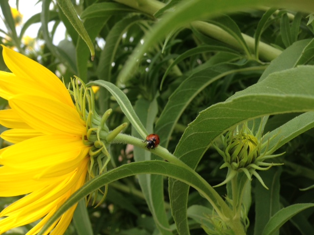 Lady Bug hanging out