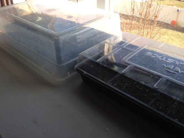 The seeds can look out and see the garden where they will some day be