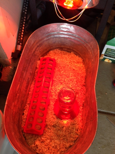 The "Brooder", red tinged from the read heat lamp