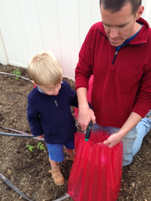 One of my "helpers" with his "grandpa boots" on (not my husband obviously)