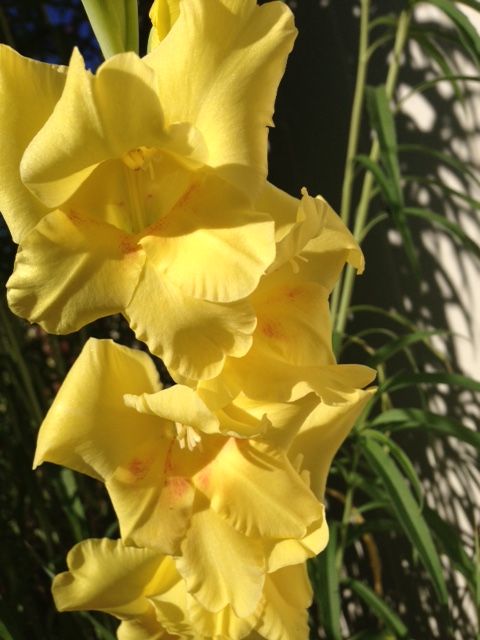 Yellow Gladiola