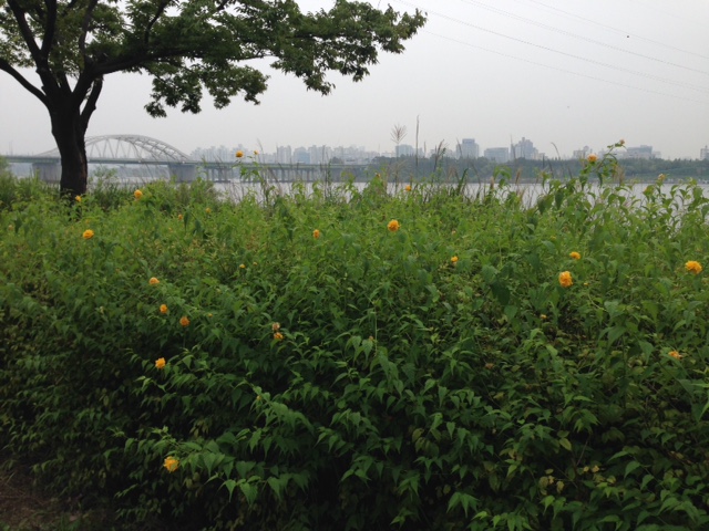 Flowers along the way